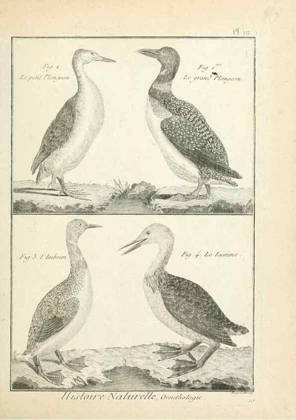 Reproducción/Reproduction 7850558014: Tableau encyclopédique et méthodique des trois règnes de la nature.. A Paris :Chez Mme. veuve Agasse ...,1823.