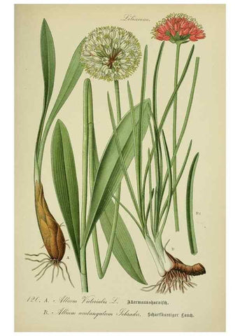 Reproducción/Reproduction 7845389142: Flora von Deutschland, Österreich und der Schweiz.. Gera,Zezschwitz,1903-