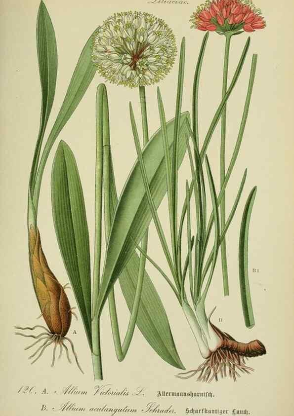 Reproducción/Reproduction 7845389142: Flora von Deutschland, Österreich und der Schweiz.. Gera,Zezschwitz,1903-