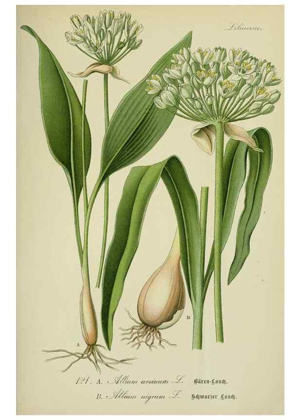 Reproducción/Reproduction 7845390878: Flora von Deutschland, Österreich und der Schweiz.. Gera,Zezschwitz,1903-