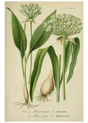 Reproducción/Reproduction 7845390878: Flora von Deutschland, Österreich und der Schweiz.. Gera,Zezschwitz,1903-