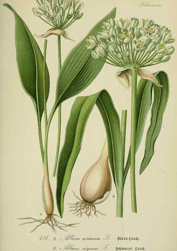 Reproducción/Reproduction 7845390878: Flora von Deutschland, Österreich und der Schweiz.. Gera,Zezschwitz,1903-