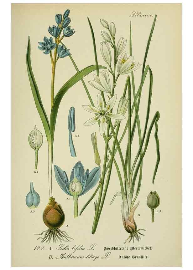 Reproducción/Reproduction 7845392422: Flora von Deutschland, Österreich und der Schweiz.. Gera,Zezschwitz,1903-