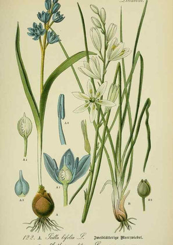 Reproducción/Reproduction 7845392422: Flora von Deutschland, Österreich und der Schweiz.. Gera,Zezschwitz,1903-