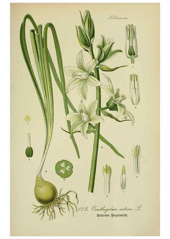 Reproducción/Reproduction 7845393612: Flora von Deutschland, Österreich und der Schweiz.. Gera,Zezschwitz,1903-