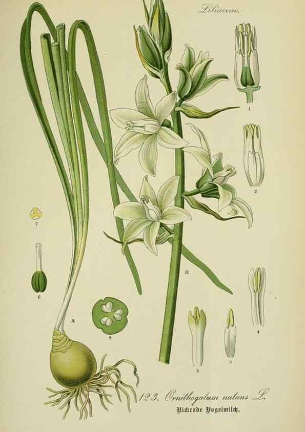 Reproducción/Reproduction 7845393612: Flora von Deutschland, Österreich und der Schweiz.. Gera,Zezschwitz,1903-