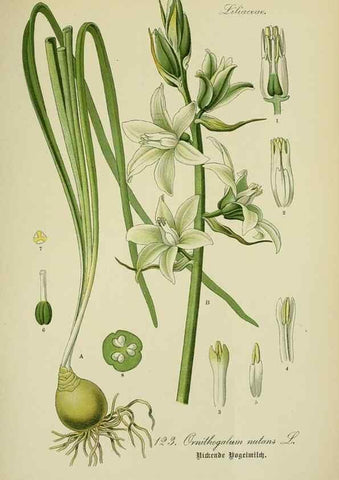 Reproducción/Reproduction 7845393612: Flora von Deutschland, Österreich und der Schweiz.. Gera,Zezschwitz,1903-