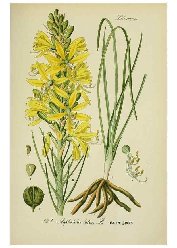 Reproducción/Reproduction 7845394842: Flora von Deutschland, Österreich und der Schweiz.. Gera,Zezschwitz,1903-