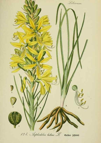 Reproducción/Reproduction 7845394842: Flora von Deutschland, Österreich und der Schweiz.. Gera,Zezschwitz,1903-