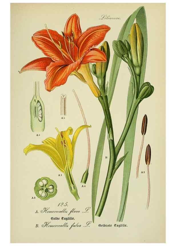 Reproducción/Reproduction 7845396242: Flora von Deutschland, Österreich und der Schweiz.. Gera,Zezschwitz,1903-