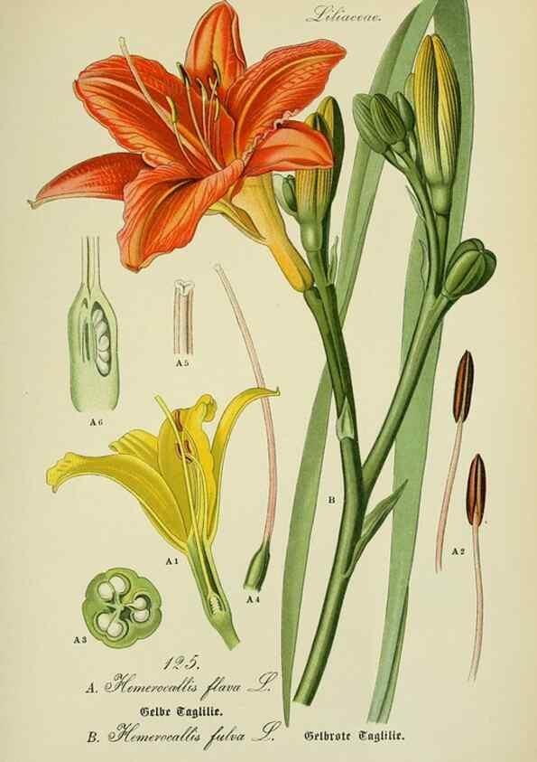 Reproducción/Reproduction 7845396242: Flora von Deutschland, Österreich und der Schweiz.. Gera,Zezschwitz,1903-