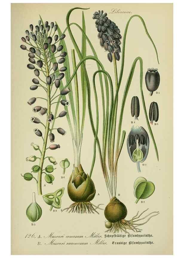 Reproducción/Reproduction 7845397568: Flora von Deutschland, Österreich und der Schweiz.. Gera,Zezschwitz,1903-