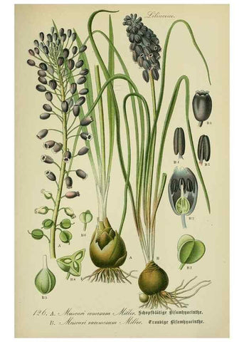Reproducción/Reproduction 7845397568: Flora von Deutschland, Österreich und der Schweiz.. Gera,Zezschwitz,1903-