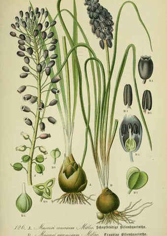 Reproducción/Reproduction 7845397568: Flora von Deutschland, Österreich und der Schweiz.. Gera,Zezschwitz,1903-
