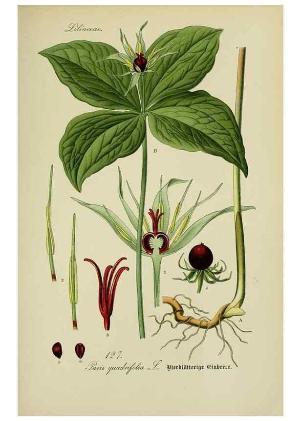 Reproducción/Reproduction 7845399252: Flora von Deutschland, Österreich und der Schweiz.. Gera,Zezschwitz,1903-