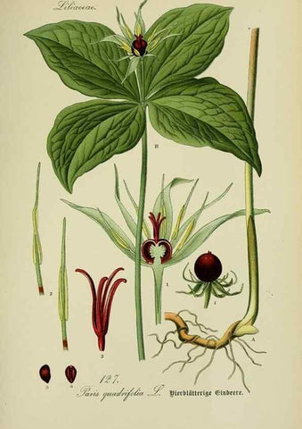 Reproducción/Reproduction 7845399252: Flora von Deutschland, Österreich und der Schweiz.. Gera,Zezschwitz,1903-