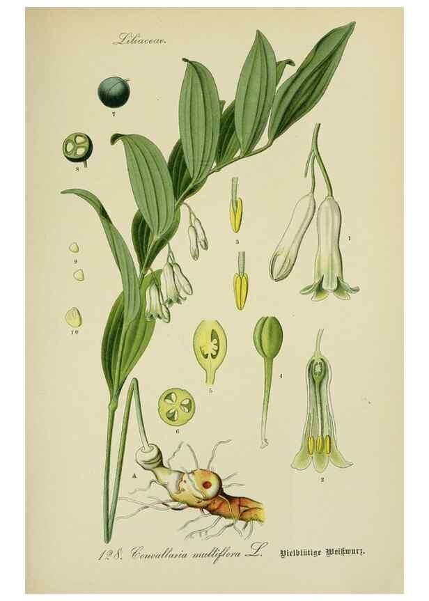 Reproducción/Reproduction 7845400390: Flora von Deutschland, Österreich und der Schweiz.. Gera,Zezschwitz,1903-