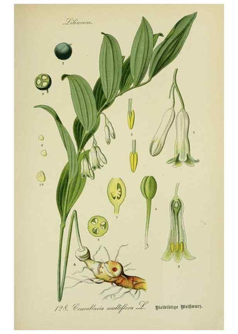 Reproducción/Reproduction 7845400390: Flora von Deutschland, Österreich und der Schweiz.. Gera,Zezschwitz,1903-