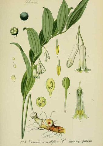 Reproducción/Reproduction 7845400390: Flora von Deutschland, Österreich und der Schweiz.. Gera,Zezschwitz,1903-