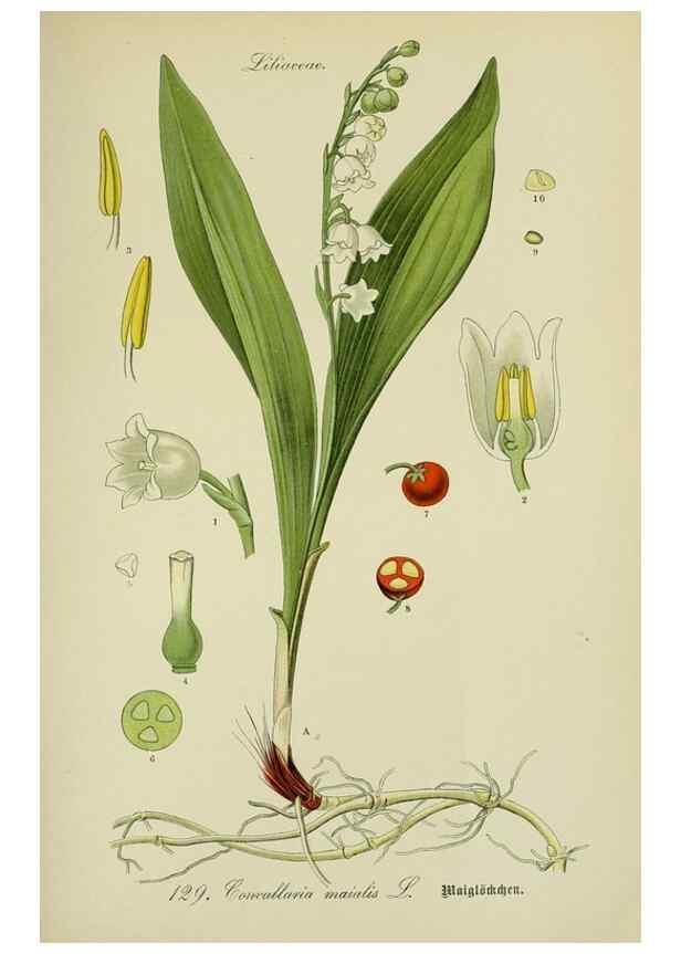 Reproducción/Reproduction 7845401810: Flora von Deutschland, Österreich und der Schweiz.. Gera,Zezschwitz,1903-