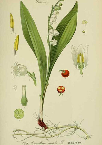 Reproducción/Reproduction 7845401810: Flora von Deutschland, Österreich und der Schweiz.. Gera,Zezschwitz,1903-