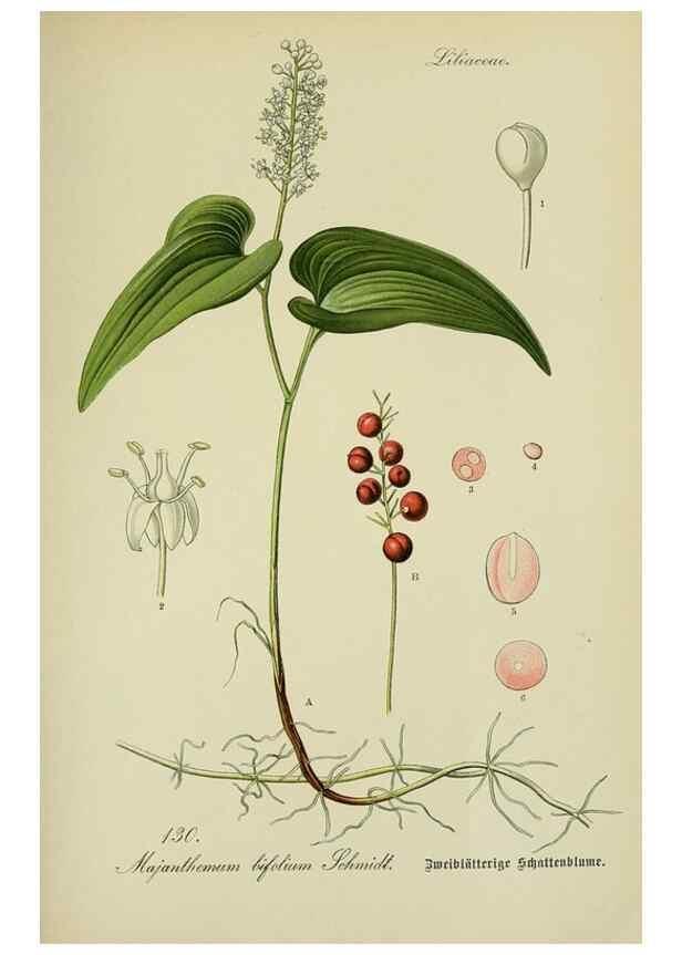 Reproducción/Reproduction 7845403070: Flora von Deutschland, Österreich und der Schweiz.. Gera,Zezschwitz,1903-