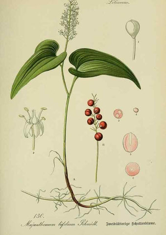 Reproducción/Reproduction 7845403070: Flora von Deutschland, Österreich und der Schweiz.. Gera,Zezschwitz,1903-