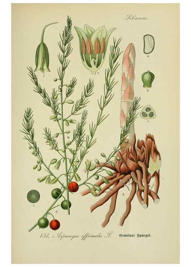 Reproducción/Reproduction 7845404446: Flora von Deutschland, Österreich und der Schweiz.. Gera,Zezschwitz,1903-