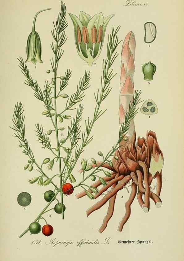 Reproducción/Reproduction 7845404446: Flora von Deutschland, Österreich und der Schweiz.. Gera,Zezschwitz,1903-