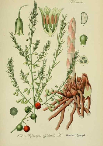 Reproducción/Reproduction 7845404446: Flora von Deutschland, Österreich und der Schweiz.. Gera,Zezschwitz,1903-