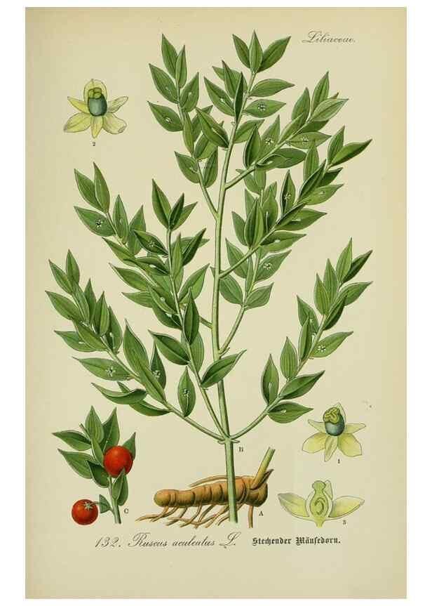 Reproducción/Reproduction 7845405936: Flora von Deutschland, Österreich und der Schweiz.. Gera,Zezschwitz,1903-