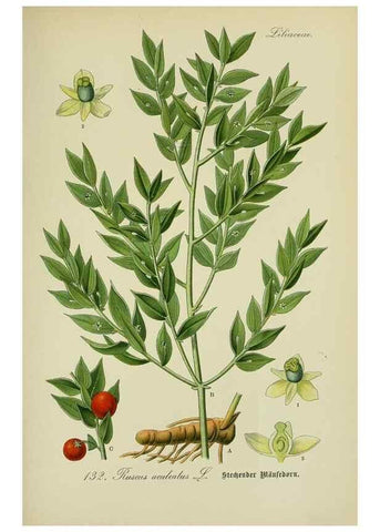 Reproducción/Reproduction 7845405936: Flora von Deutschland, Österreich und der Schweiz.. Gera,Zezschwitz,1903-