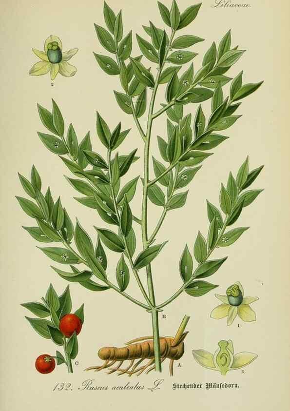Reproducción/Reproduction 7845405936: Flora von Deutschland, Österreich und der Schweiz.. Gera,Zezschwitz,1903-
