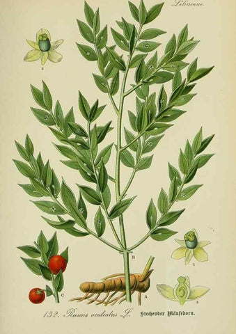 Reproducción/Reproduction 7845405936: Flora von Deutschland, Österreich und der Schweiz.. Gera,Zezschwitz,1903-