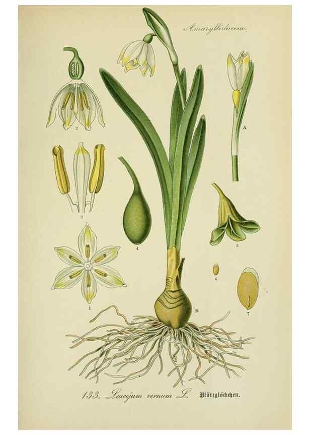 Reproducción/Reproduction 7845407312: Flora von Deutschland, Österreich und der Schweiz.. Gera,Zezschwitz,1903-