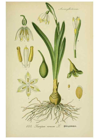 Reproducción/Reproduction 7845407312: Flora von Deutschland, Österreich und der Schweiz.. Gera,Zezschwitz,1903-