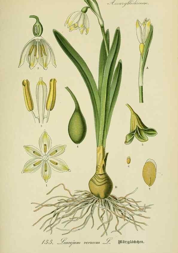Reproducción/Reproduction 7845407312: Flora von Deutschland, Österreich und der Schweiz.. Gera,Zezschwitz,1903-