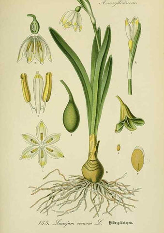 Reproducción/Reproduction 7845407312: Flora von Deutschland, Österreich und der Schweiz.. Gera,Zezschwitz,1903-