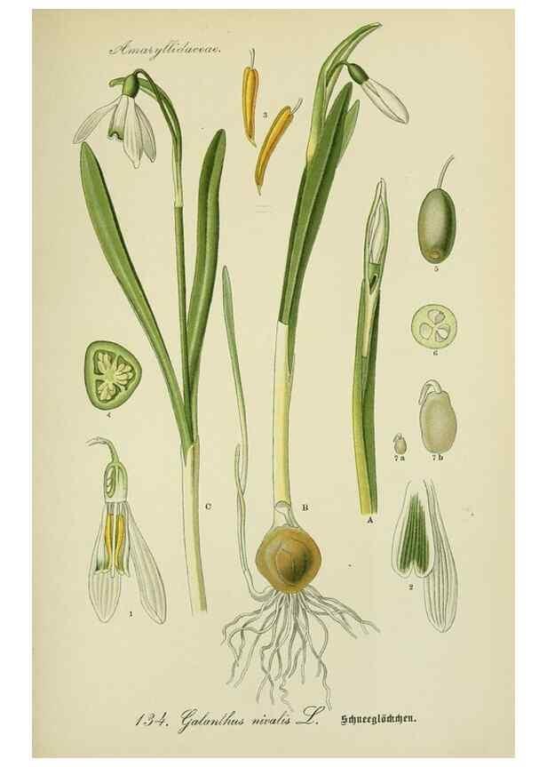 Reproducción/Reproduction 7845408702: Flora von Deutschland, Österreich und der Schweiz.. Gera,Zezschwitz,1903-