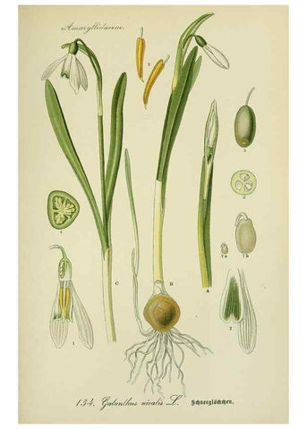 Reproducción/Reproduction 7845408702: Flora von Deutschland, Österreich und der Schweiz.. Gera,Zezschwitz,1903-