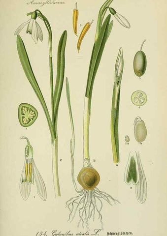 Reproducción/Reproduction 7845408702: Flora von Deutschland, Österreich und der Schweiz.. Gera,Zezschwitz,1903-