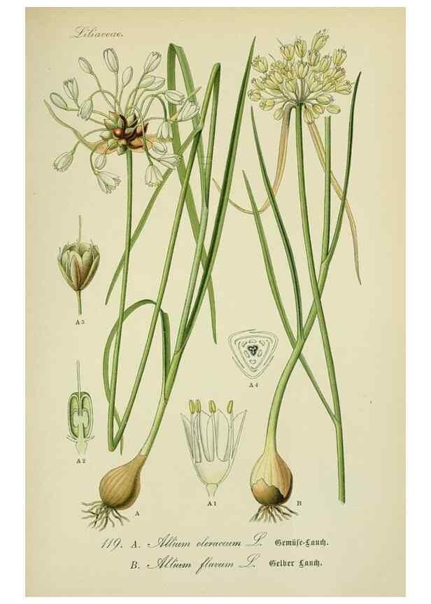 Reproducción/Reproduction 7845387526: Flora von Deutschland, Österreich und der Schweiz.. Gera,Zezschwitz,1903-