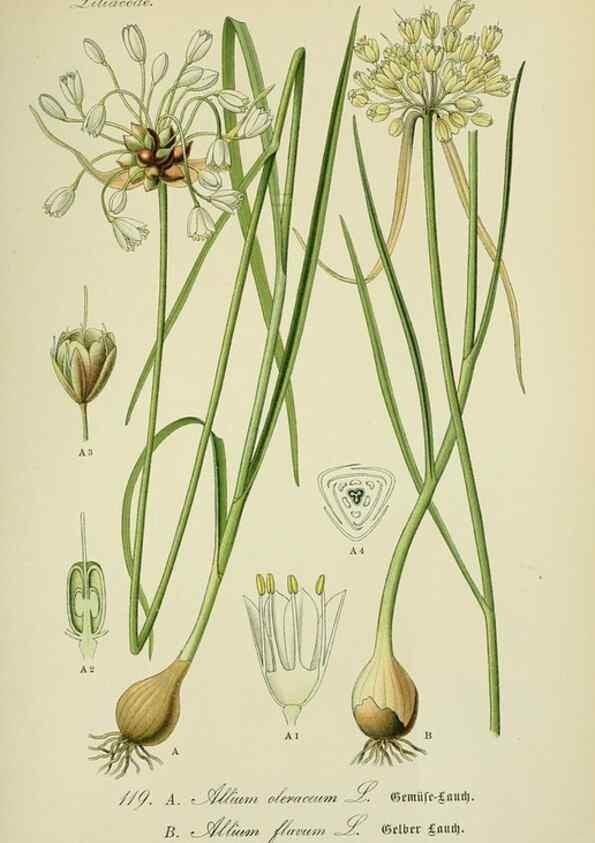 Reproducción/Reproduction 7845387526: Flora von Deutschland, Österreich und der Schweiz.. Gera,Zezschwitz,1903-