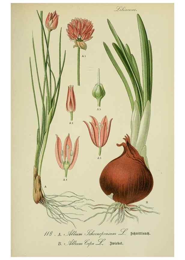 Reproducción/Reproduction 7845385972: Flora von Deutschland, Österreich und der Schweiz.. Gera,Zezschwitz,1903-