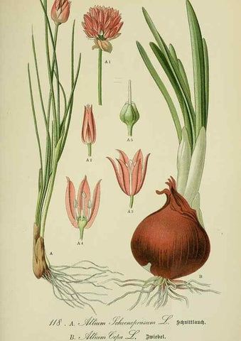 Reproducción/Reproduction 7845385972: Flora von Deutschland, Österreich und der Schweiz.. Gera,Zezschwitz,1903-