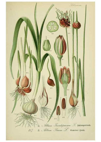 Reproducción/Reproduction 7845384520: Flora von Deutschland, Österreich und der Schweiz.. Gera,Zezschwitz,1903-