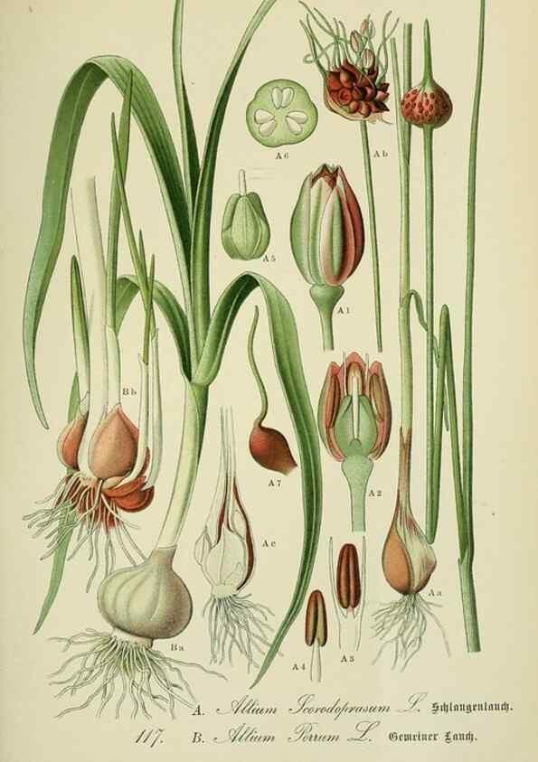 Reproducción/Reproduction 7845384520: Flora von Deutschland, Österreich und der Schweiz.. Gera,Zezschwitz,1903-