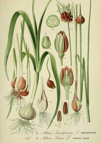 Reproducción/Reproduction 7845384520: Flora von Deutschland, Österreich und der Schweiz.. Gera,Zezschwitz,1903-