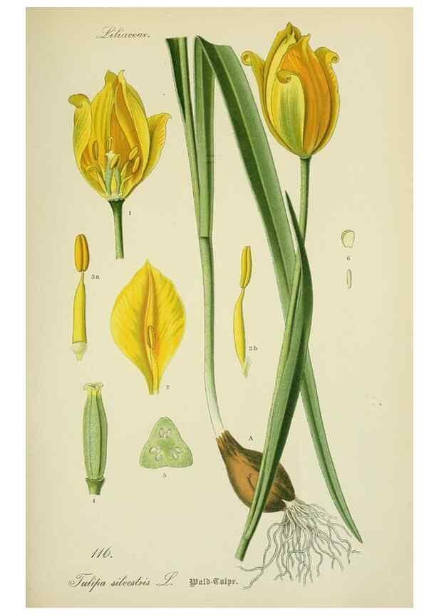 Reproducción/Reproduction 7845382940: Flora von Deutschland, Österreich und der Schweiz.. Gera,Zezschwitz,1903-