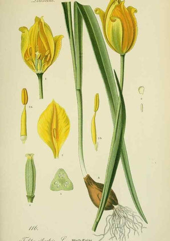 Reproducción/Reproduction 7845382940: Flora von Deutschland, Österreich und der Schweiz.. Gera,Zezschwitz,1903-